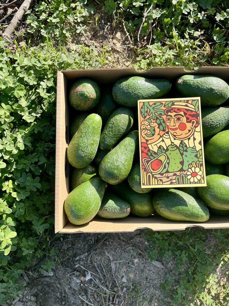 Aguacate Mini Fuerte